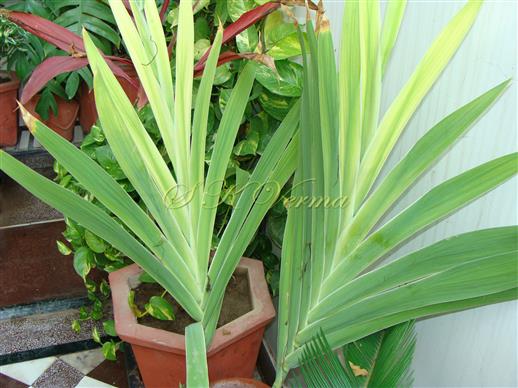  Plants
